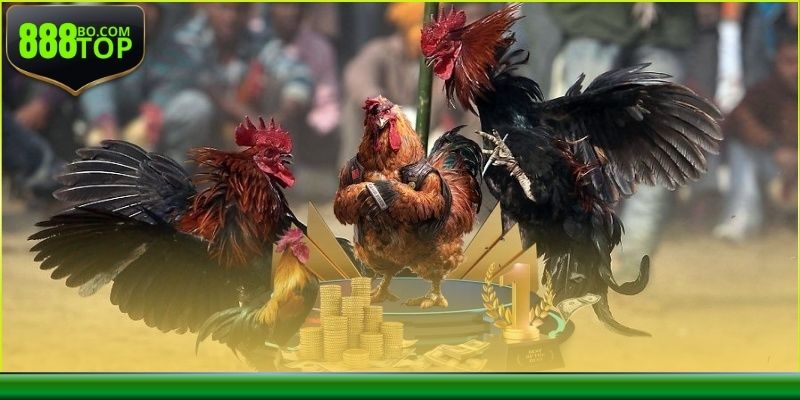 Cá cược đá gà theo hình thức trực tiếp