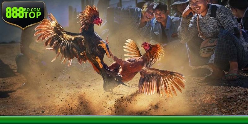 Các hình thức hot của chọi kê thomo