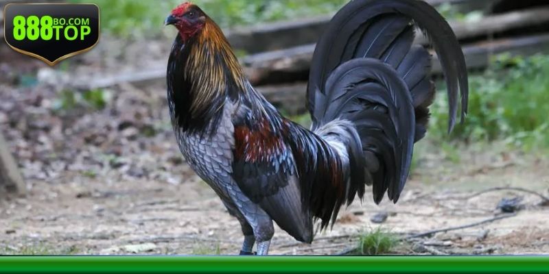 Đá gà Mỹ nhập cực hot tại 888Top