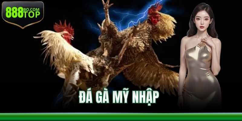 Đá Gà Mỹ Nhập 888Top – Trải Nghiệm Các Ván Kịch Tính
