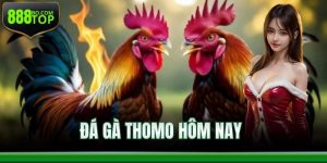 Đá Gà Thomo Hôm Nay 888Top – Giải Trí Chọi Kê Đặc Sắc