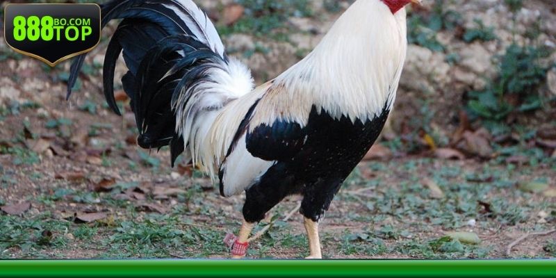 Luật khá dễ hiểu