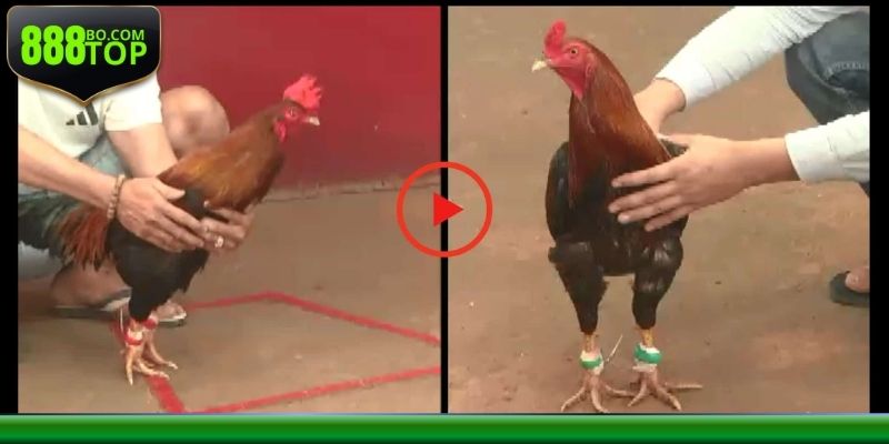 Luật thi đấu rõ ràng