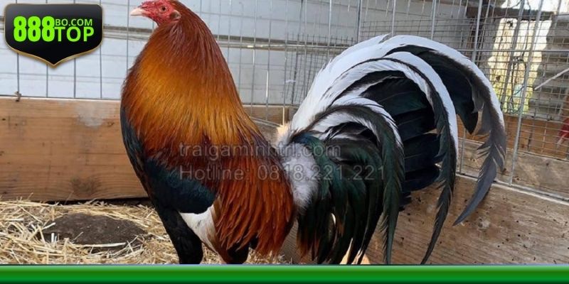 Mẹo khi tham gia chọi kê Mỹ nhập