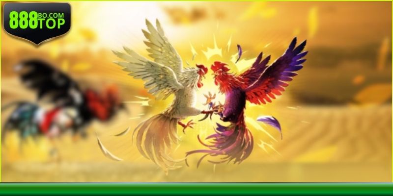 Nâng cao kỹ năng khi cược đá gà