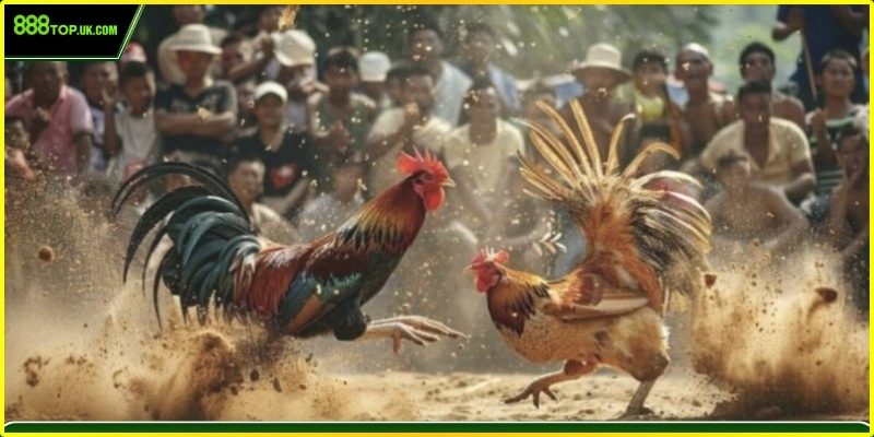 Các kèo cược đá gà phổ biến