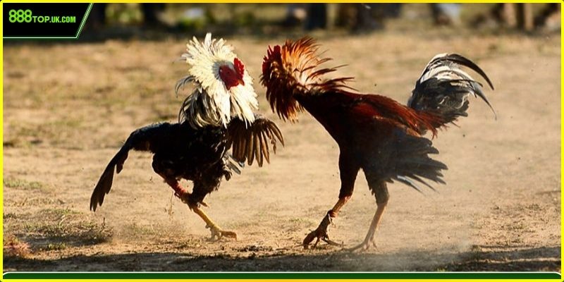 Giao diện xem đá gà sắc nét